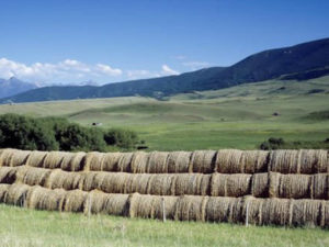 A Montana rancher and farmer, the drought, and climate change