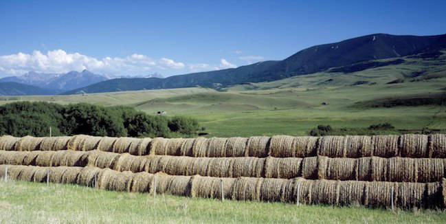 Eastern Montana farm hay agriculture drought