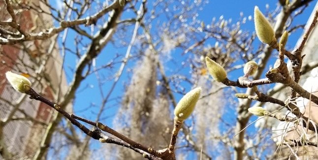 magnolia buds tallahassee climate change