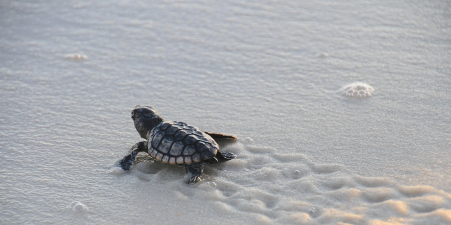 National Wildlife Federation