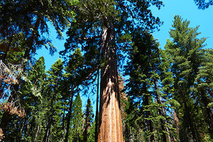 Sequoia Tree by szeke