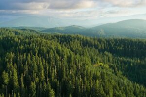 Photo shows a forested mountain landscape
