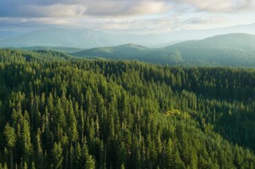 Photo shows a forested mountain landscape