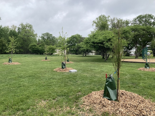 Six newly planted trees are evenly spaced in a section of a grassy park, with mature trees in the background
