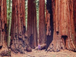 After House passage, CCLers build Senate support for Save Our Sequoias