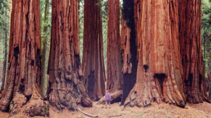 After House passage, CCLers build Senate support for Save Our Sequoias